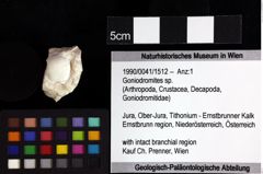 Foto (Objket + Etiketten) von Gastrosacus eminens (Blaschke, 1911) 